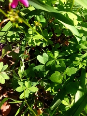 Oxalis arenaria