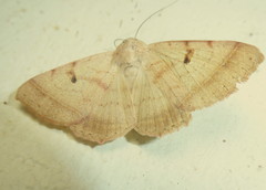 Ctenusa pallida