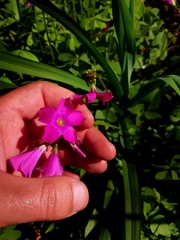 Oxalis arenaria