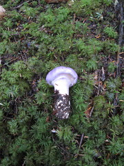 Cortinarius subfoetidus
