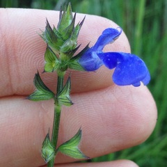 Salvia laevis