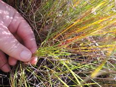 Ursinia tenuifolia