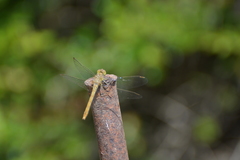 Sympetrum meridionale