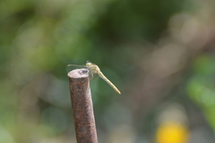 Sympetrum meridionale