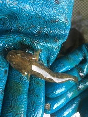 Gillichthys mirabilis