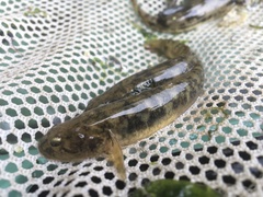 Gillichthys mirabilis