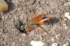 Sphex dorsalis