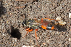 Sphex dorsalis