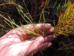 Ursinia tenuifolia