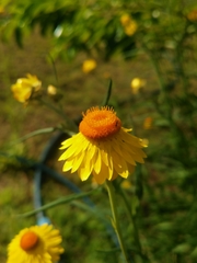 Xerochrysum bracteatum