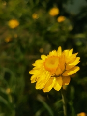 Xerochrysum bracteatum