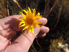 Ursinia tenuifolia