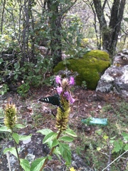 Phocides urania urania