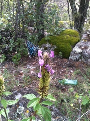 Phocides urania urania