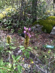 Phocides urania urania