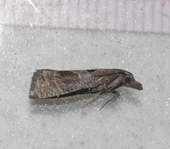 Pelochrista dorsisignatana