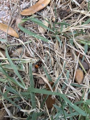 Pseudomethoca propinqua