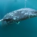 Grey Whale - Photo (c) aidanm23, some rights reserved (CC BY-NC)