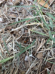 Pseudomethoca propinqua