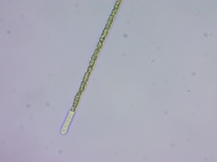 Planktothrix