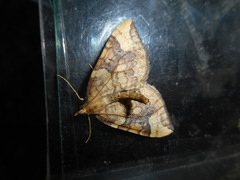 Eulithis populata