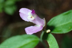 Rhinotropis californica