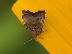Choreutis pariana