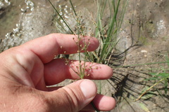 Fimbristylis quinquangularis quinquangularis
