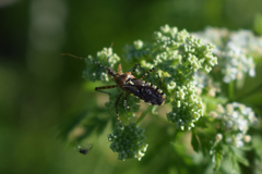Cosmoclopius nigroannulatus