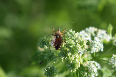 Cosmoclopius nigroannulatus