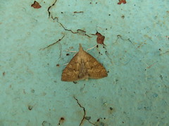 Udea fulvalis