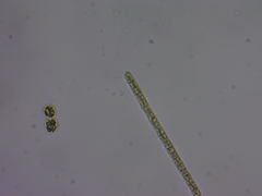 Planktothrix