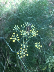 Foeniculum
