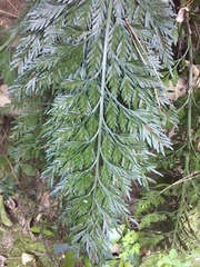 Asplenium appendiculatum