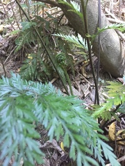 Asplenium appendiculatum