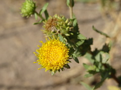 Grindelia nuda