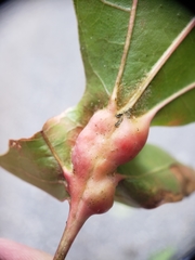 Melikaiella tumifica