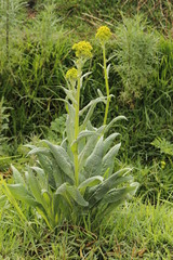 Senecio deformis