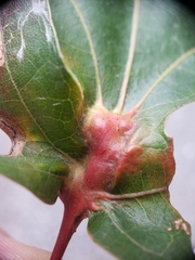 Melikaiella tumifica