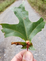 Melikaiella tumifica