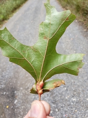 Melikaiella tumifica