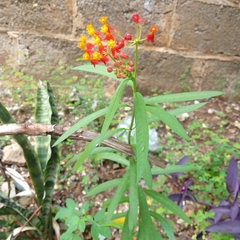 Asclepias curassavica
