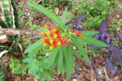 Asclepias curassavica