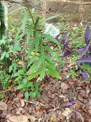 Asclepias curassavica