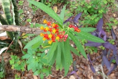 Asclepias curassavica
