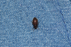 Paratenetus