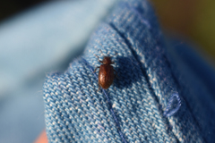 Paratenetus