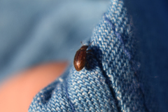 Paratenetus
