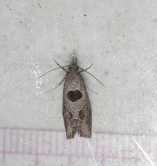 Pelochrista dorsisignatana