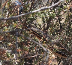 Masticophis lateralis euryxanthus